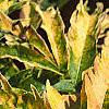 Sambucus canadensis 'Sutherland Gold', leaves
