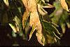 Sambucus canadensis 'Sutherland Gold', leaves