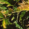 Sambucus canadensis 'Sutherland Gold', leaves