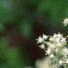 Sambucus racemosa ssp. pubens, flowers