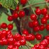 Viburnum dilatatum 'Asian Beauty', fruit