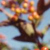 Viburnum trilobum, fruit