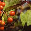 Viburnum trilobum, fruit