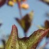Viburnum trilobum, fruit