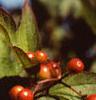 Viburnum trilobum, fruit