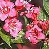 Weigela florida 'Bristol Ruby', flowers