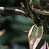 Weigela florida 'Variegata', flowers