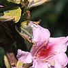 Weigela florida 'Variegata', flowers