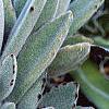 Kalanchoe tomentosa, habit