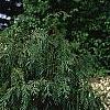 Callitropsis nootkatensis 'Pendula', habit