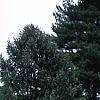 Callitropsis nootkatensis 'Pendula', habit