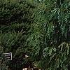 Callitropsis nootkatensis 'Pendula', habit
