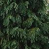 Callitropsis nootkatensis 'Pendula', habit