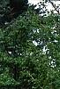 Callitropsis nootkatensis 'Pendula', habit