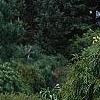 Callitropsis nootkatensis 'Pendula', habit