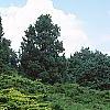 Juniperus chinensis 'Old Gold', habit