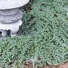 Juniperus chinensis var. procumbens 'Nana', habit