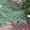 Juniperus chinensis var. procumbens 'Nana', habit