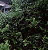 Juniperus chinensis var. procumbens 'Nana', habit