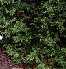 Juniperus chinensis var. procumbens 'Nana', habit