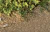Juniperus chinensis 'Skybrook Gold', habit