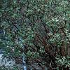 Juniperus conferta 'Blue Pacific', habit