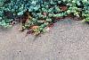 Juniperus conferta 'Blue Pacific', habit