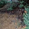 Juniperus conferta 'Blue Pacific', habit