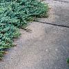 Juniperus conferta 'Blue Pacific', habit