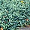 Juniperus conferta 'Blue Pacific', habit