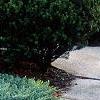 Juniperus conferta 'Blue Pacific', habit