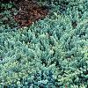 Juniperus conferta 'Blue Pacific', habit