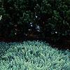 Juniperus conferta 'Blue Pacific', habit