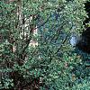Juniperus conferta 'Blue Pacific', habit