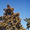 Juniperus virginiana 'Canaertii', habit