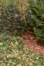 Thuja occidentalis 'Filiformis', habit