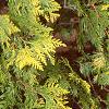 Thuja occidentalis 'Lutea', leaves