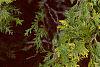 Thuja occidentalis 'Lutea', leaves
