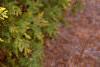 Thuja occidentalis 'Lutea', leaves