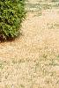 Thuja orientalis, habit