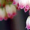 Enkianthus campanulatus, flowers