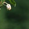 Enkianthus perulatus, flowers