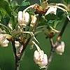 Enkianthus perulatus, flowers