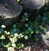 Gaultheria procumbens, habit
