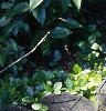 Gaultheria procumbens, habit