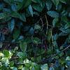 Gaultheria procumbens, habit
