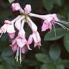 Rhododendron 'Bouquet de Flore', flowers