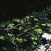 Rhododendron chapmanii, habit