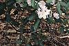 Rhododendron chapmanii, habit