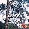 Rhododendron 'Fireball', habit